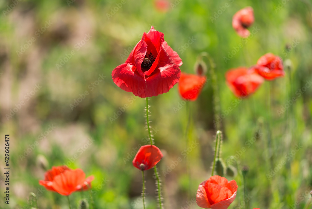 Naklejka premium Red poppy flowers