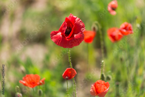 Red poppy flowers