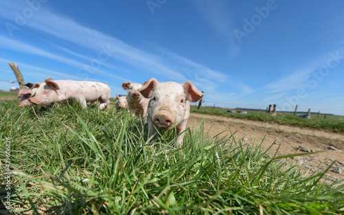 porc cochon elevage ferme agriculture ferme wallonie Belgique photo