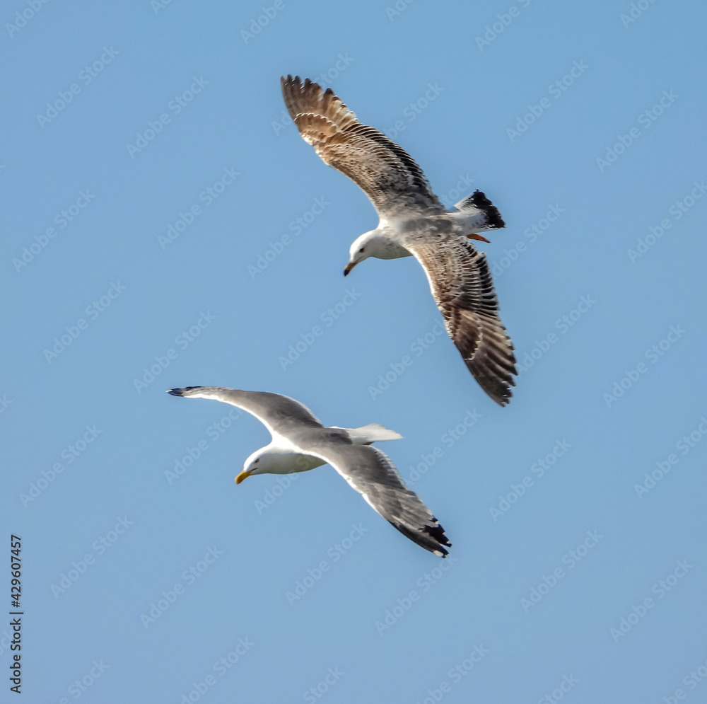 Obraz premium Deux goélands en vol