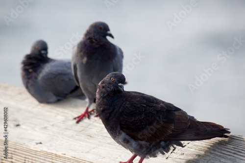 Pigeons perched on wood