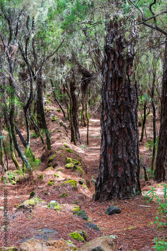 Tronco de un árbol en La Caldera, una zona recreativa en la isla de Tenerife
Tronco de un árbol en La Caldera, una zona recreativa en la isla de Tenerife