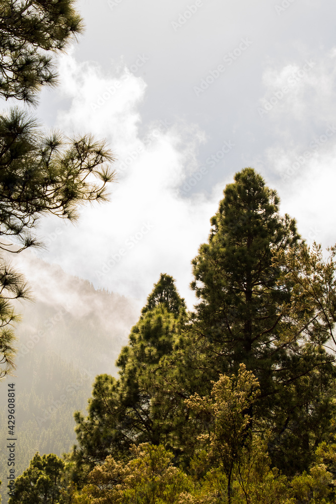 Árboles y nubes en la Caldera, una zona de ocio de la isla de Tenerife Árboles y nubes en la Caldera, una zona de ocio de la isla de Tenerife