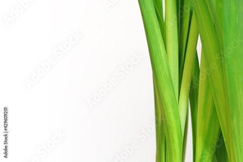 Green fresh leaves of daffodil on white background. Vertical plant leaves. Light green herb. Place for your text here. Blank for business card or banner.
