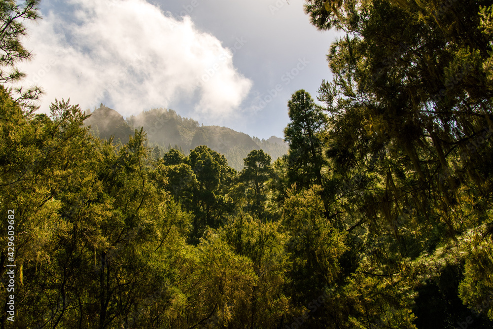 Paisaje arbolado, nubes y montaña en el fondo de la caldera, una zona recreativa en la isla de Tenerife Paisaje arbolado, nubes y montaña en el fondo de la caldera, una zona recreativa en la isla de Tenerife