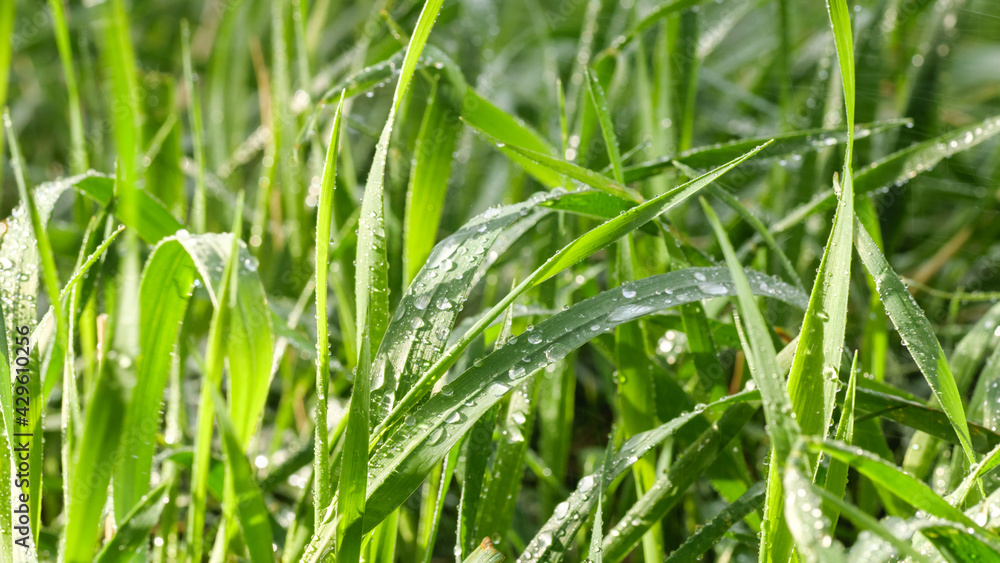 Green spring grass with dew drops. Green background. Green spring grass with dew drops. Green background.