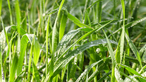 Green spring grass with dew drops. Green background.