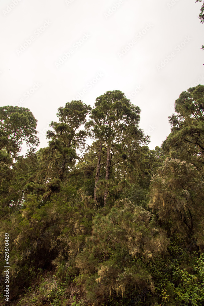 Conjunto de árboles en la Caldera, en la isla de Tenerife