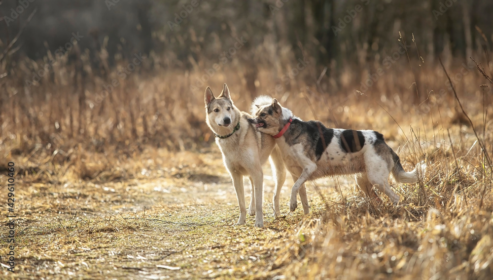 Two dogs outdoors, friendship, relationship, together. Mixed breed shepherd and laika