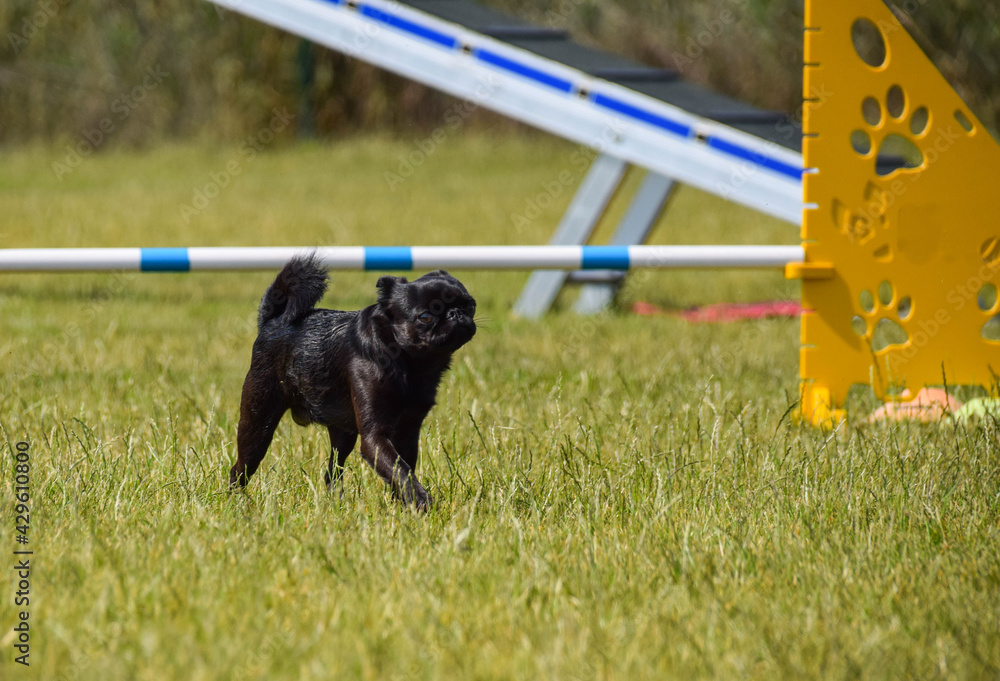 Petit Brabancon in agility park. Amazing day on czech agility competition. They are middle expert it means A2. Petit Brabancon in agility park. Amazing day on czech agility competition. They are middle expert it means A2.