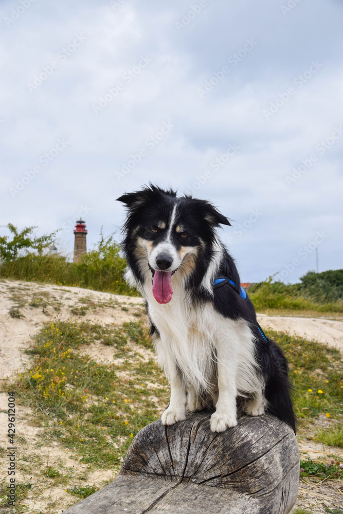 Border collie is sitting on the stump in the nature near to lighthouse, in Germany nature. She is very happy.
