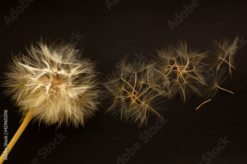 Flying dandelion seeds black background