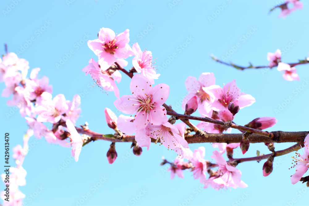 Spring tree with pink flowers. Peach Blossoms Pink