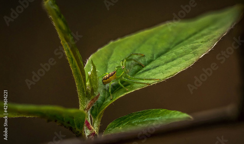 incredible green spider on a green leaf, selective focus