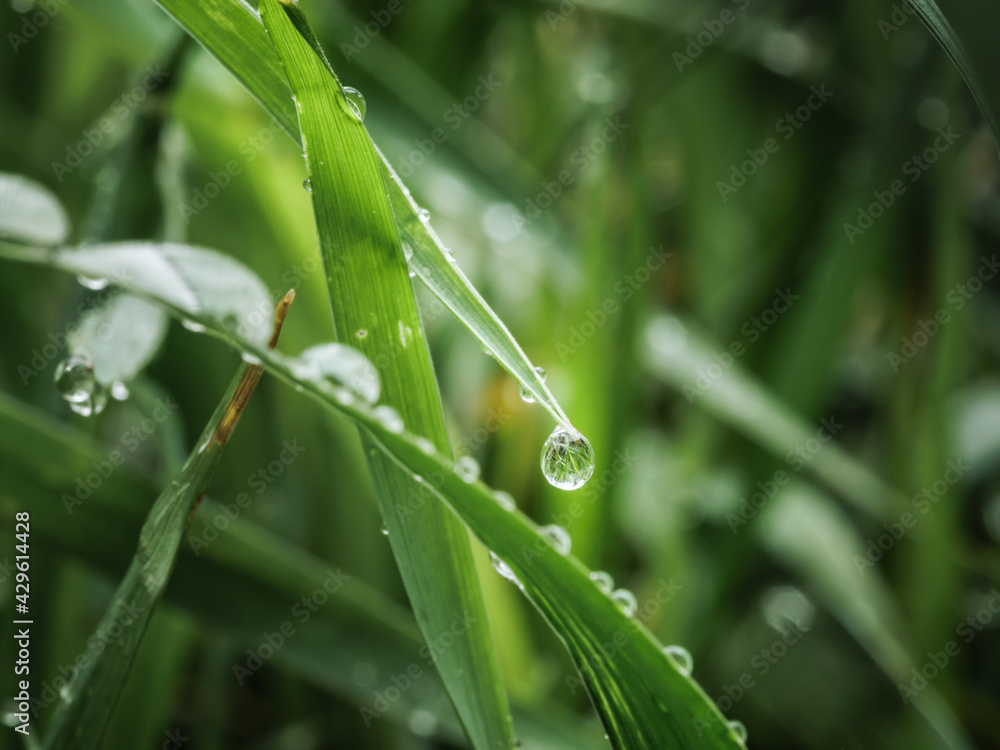 Green spring grass with dew drops. Green background. Green spring grass with dew drops. Green background.