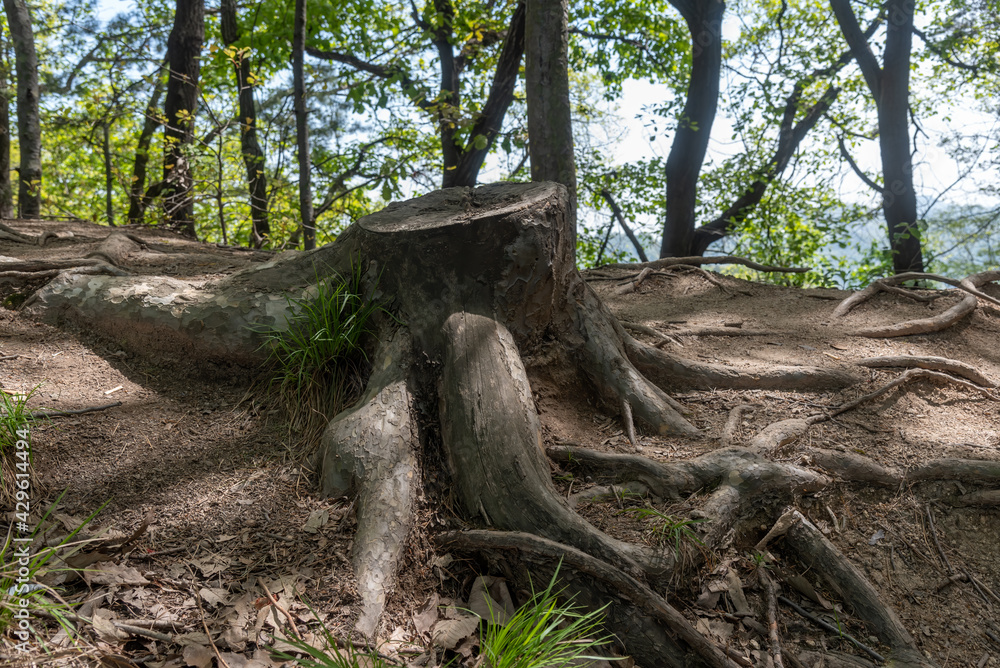 tree stump tree stump