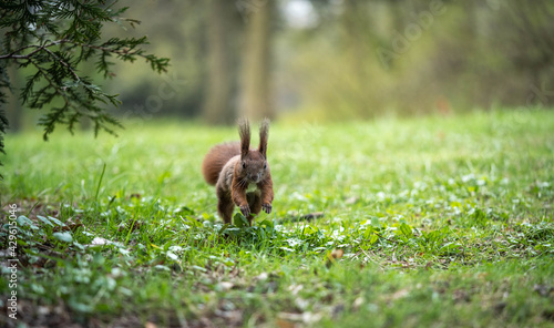 squirrel runs on a fabulous lawn, spring day © Olexandr