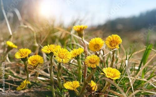 Coltsfoot flowers (Tussilago farfara) on sunny meadow. early spring season. beautiful first spring seasonal yellow coltsfoot flowers