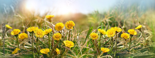 beautiful Coltsfoot flowers (Tussilago farfara) on sunny meadow. early spring season.  first spring seasonal yellow coltsfoot flowers. banner photo