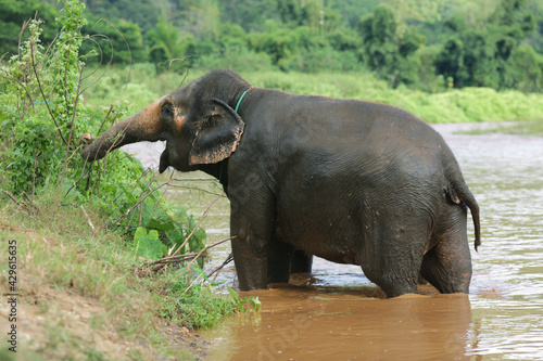 elephant eating in the river shore