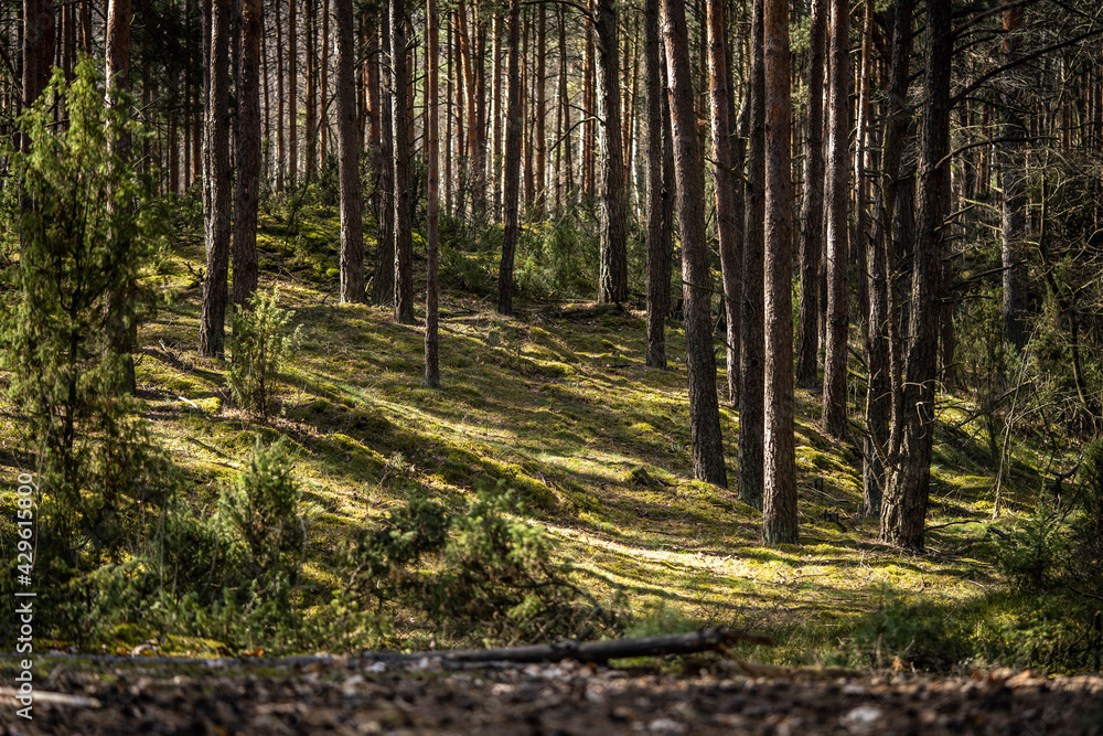 Fototapeta premium fabulous forest covered with lush green moss