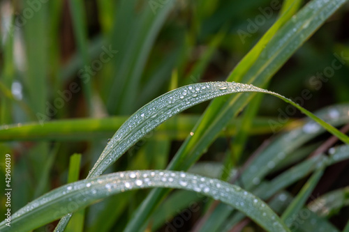 Close-up Beautiful morning dew drops on green grass. Looking fresh  lively.