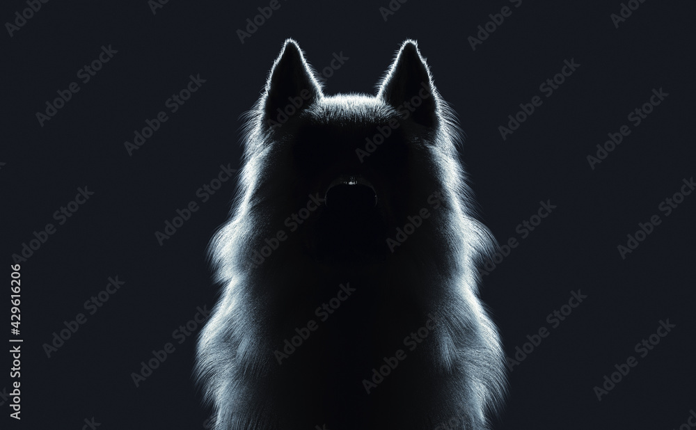 佇む狼の正面シルエット 3dイラストレーション Stock Illustration Adobe Stock