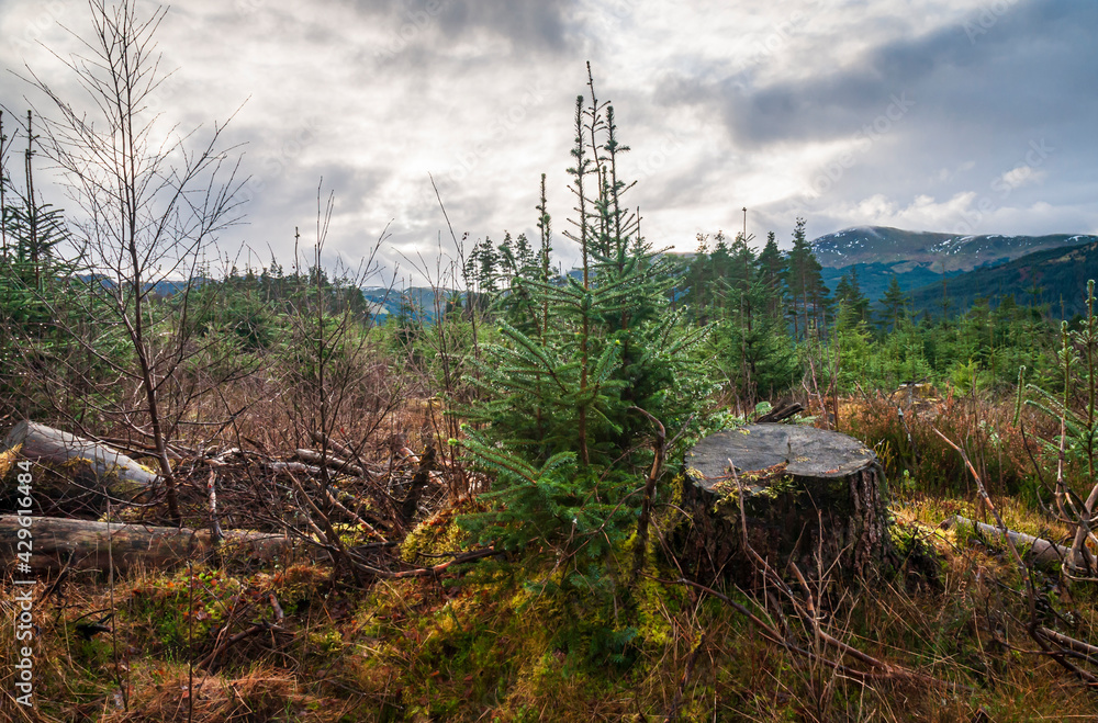 A winter, overcast 3 shot HDR image of the Strathyre Forest and surroundings from one of the many trails, Perthshire, Scotland. A winter, overcast 3 shot HDR image of the Strathyre Forest and surroundings from one of the many trails, Perthshire, Scotland.