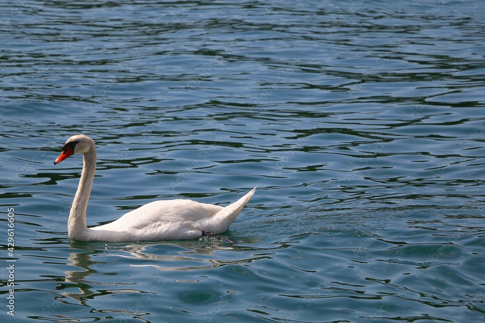 White swans swimming in water. Selective focus. White swans swimming in water. Selective focus.
