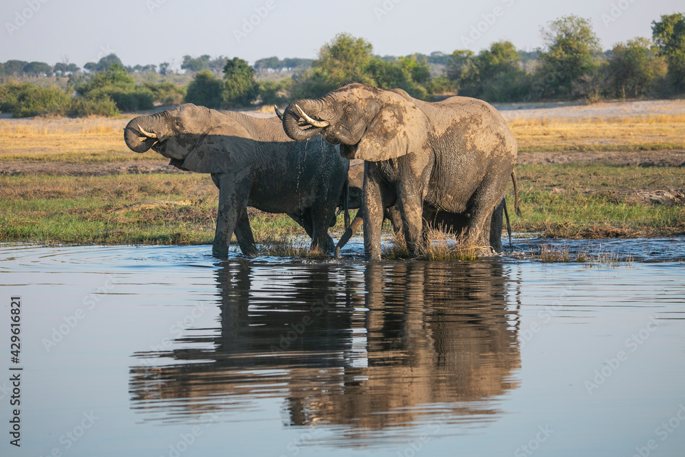 Fototapeta premium Elephants on the banks of Chobe River in Chobe National Park of Botswana, Southern Africa.