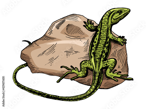 lizard on stone animal color sketch engraving vector illustration. Scratch board style imitation. Hand drawn image.