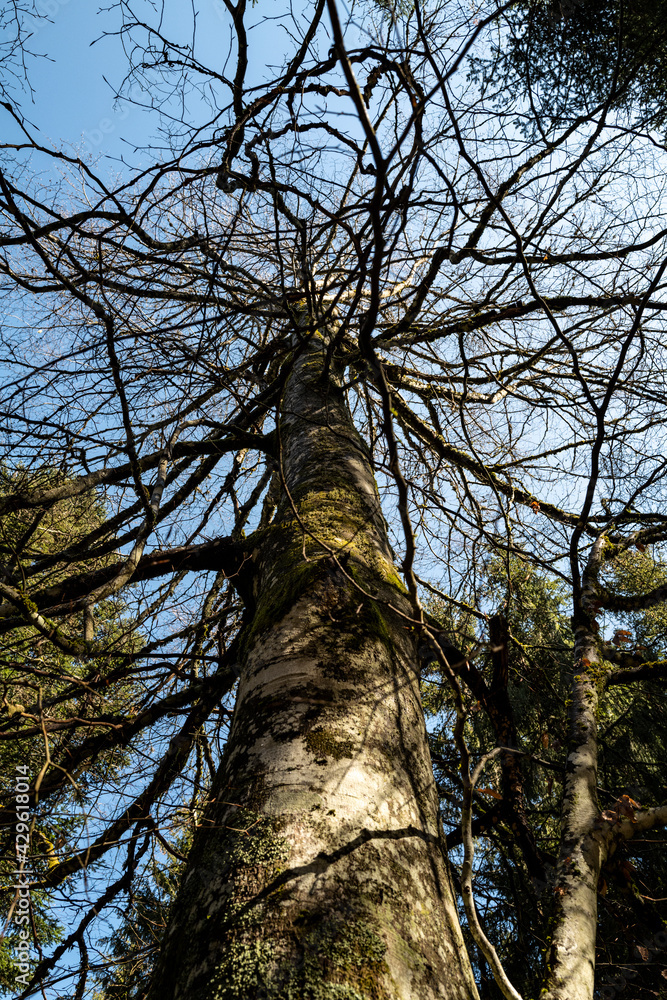 Fototapeta premium arbre sans feuilles