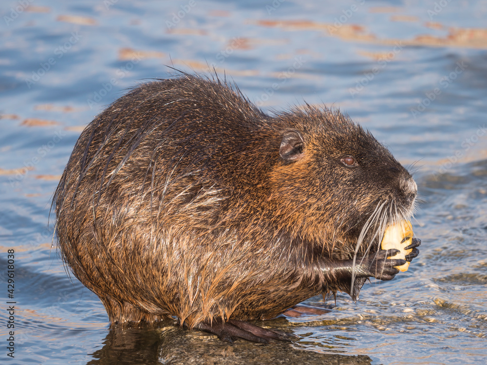 close up coypu, Myocastor coypus or nutria eating vegetable at stone in river water, golden hour natural light, selective focus close up coypu, Myocastor coypus or nutria eating vegetable at stone in river water, golden hour natural light, selective focus