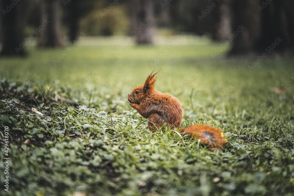Fototapeta premium squirrel eats a nut on a beautiful lawn