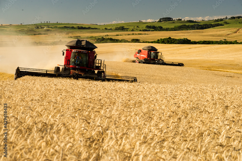 Obraz premium agriculture