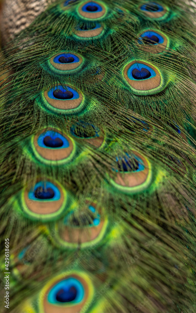 Obraz premium Peacock tail at close range, spring day