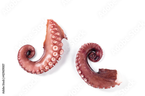 Octopus legs in different positions isolated on white
 Curved long limbs of marine animals