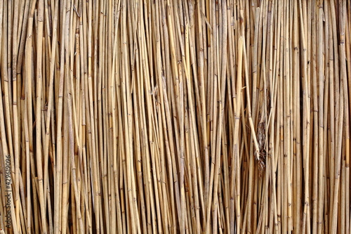 Texture of fence made of common reed Phragmites australis