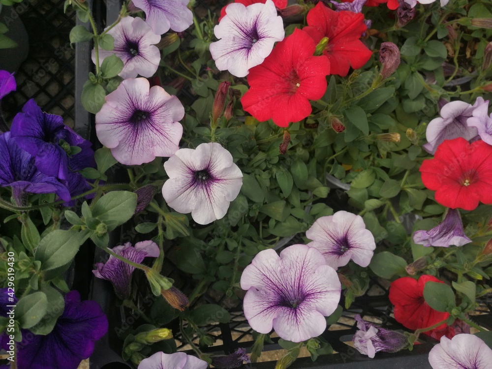 fragrant and colorful spring flowers fragrant and colorful spring flowers