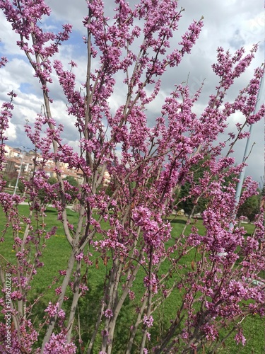 Small tree with purple flowers
