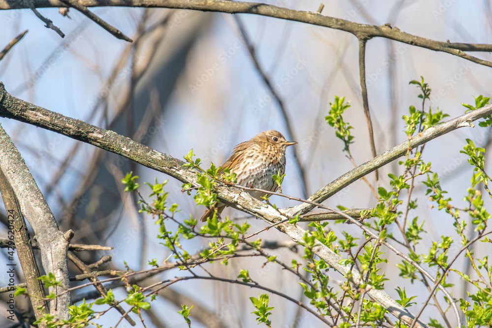 Song Thrush (Turdus philomelos) sitting on a branch Song Thrush (Turdus philomelos) sitting on a branch