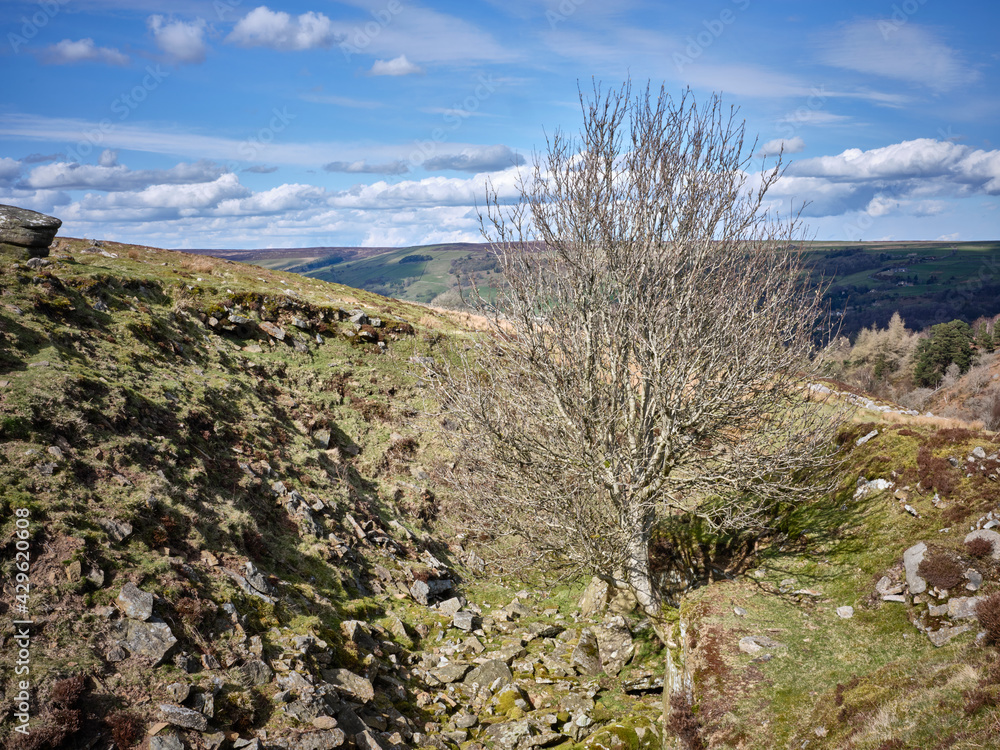 A Rowan tree grows at an unusual angle from a rocky outcrop in an abandoned old stone quarry A Rowan tree grows at an unusual angle from a rocky outcrop in an abandoned old stone quarry