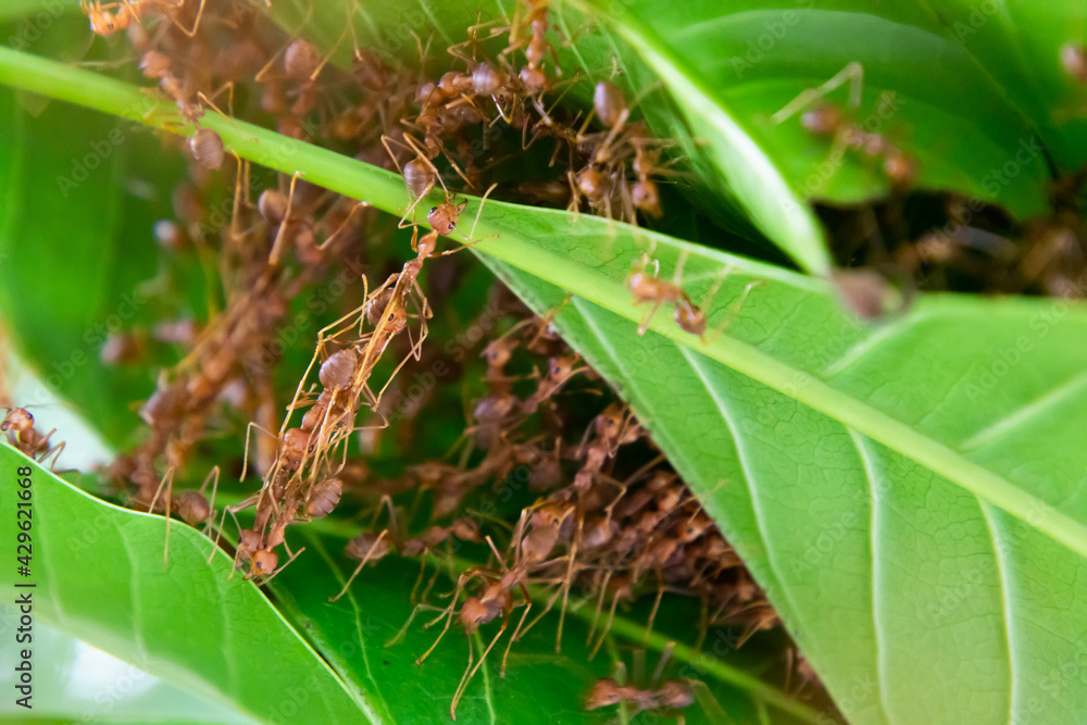 Red ants build their nests by joining forces to pull leaves Red ants build their nests by joining forces to pull leaves