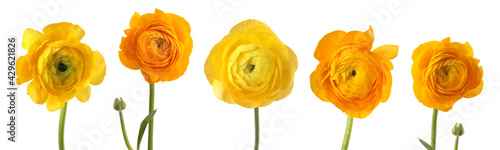 Gele anemoonbloem. Geïsoleerd op wit. Horizontale lange collectie.