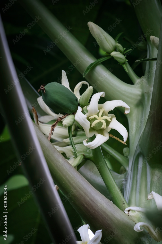 Obraz premium Organic papaya flowers, fruit and buds. They are tubular, trumpet-shaped blossoms.
