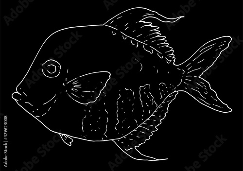 Hand-drawn sketch-style vector illustration of the Atlantic fish Selena Setapinnis white line on a black background for a design template for signage, labels, menus. marine tropical fish side view