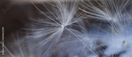 a drop of water on dandelion.dandelion seed on a blue abstract floral background with copy space close-up. banner.