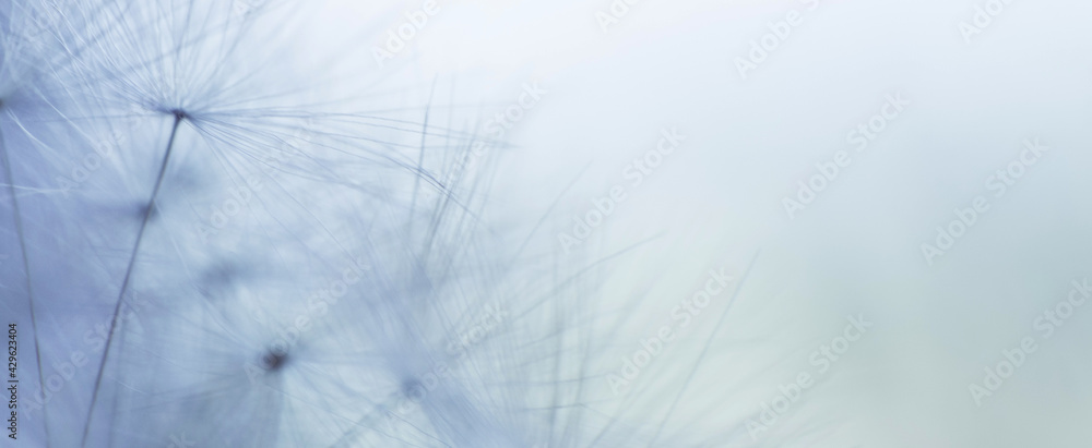 dandelion seeds on blue background with copy space close-up. banner. abstract floral background
