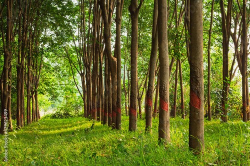 Rubber trees planted in beautiful rows