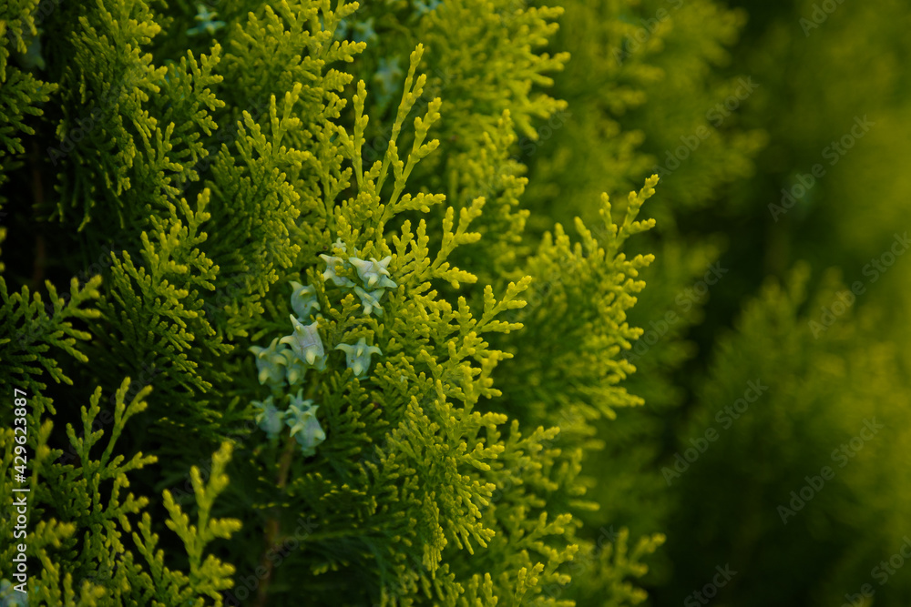 Platycladus, evergreen coniferous tree, Platycladus orientalis, Chinese thuja, Oriental arborvitae, Chinese arborvitae, biota or oriental thuja. Platycladus, evergreen coniferous tree, Platycladus orientalis, Chinese thuja, Oriental arborvitae, Chinese arborvitae, biota or oriental thuja.
